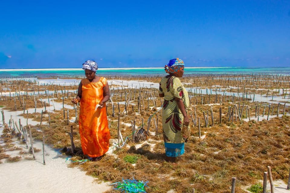 Zanzibar’s Seaweed Industry: Economic Growth, Health Benefits, and Tourism Potential